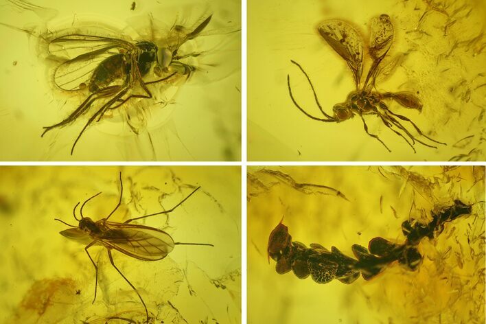 Five Fossil Flies, Wasp and Liverwort in Baltic Amber #200097